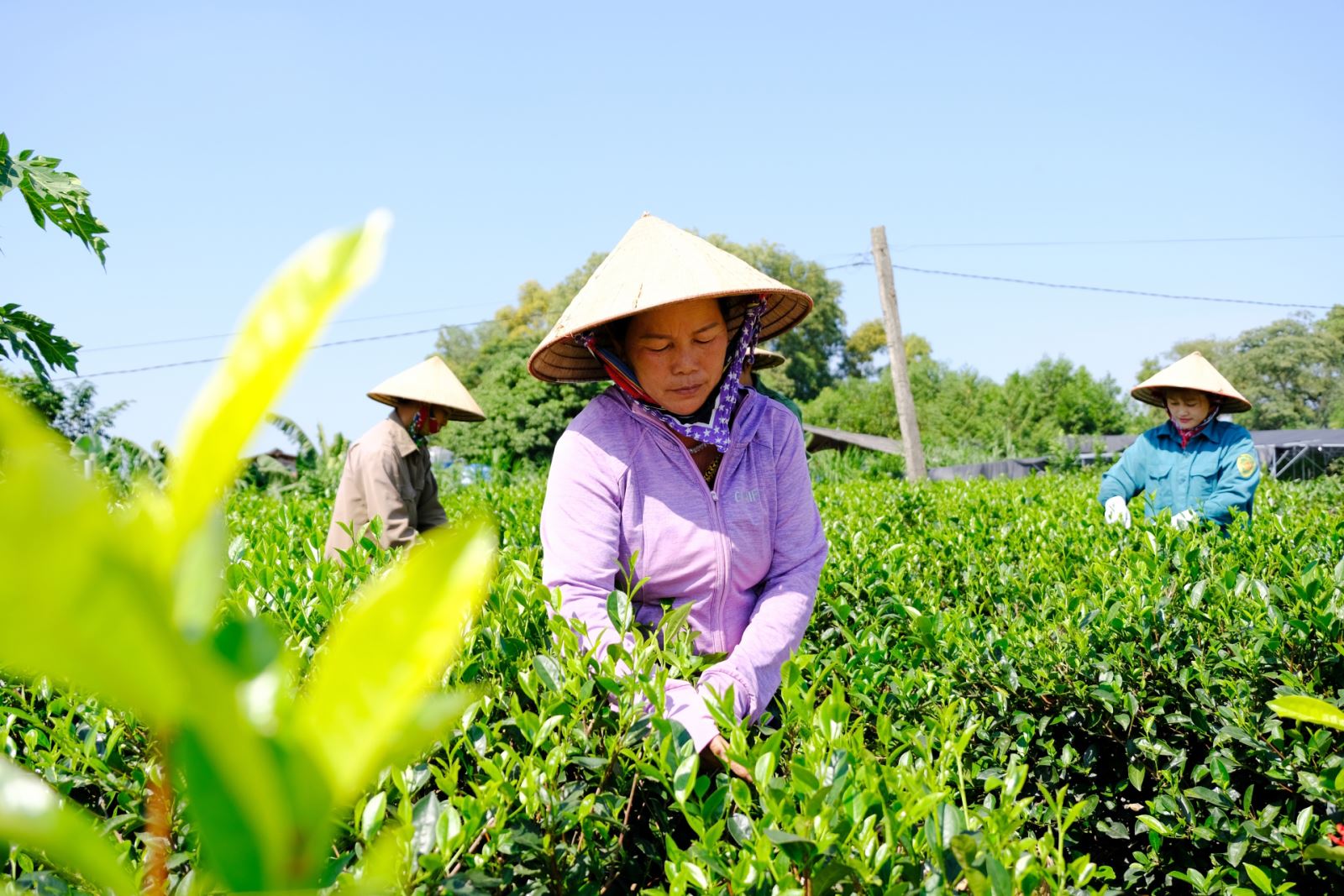 60 năm, 3 thế hệ, 2 đời chè